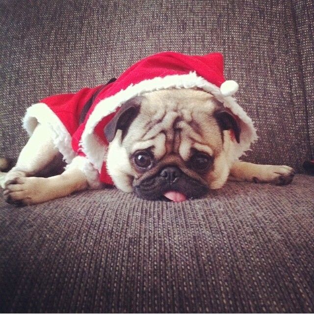 Christmas Pug