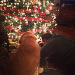 Dog, Christmas Tree