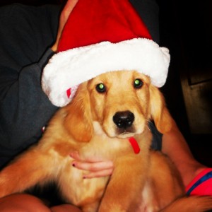 Puppy, Christmas