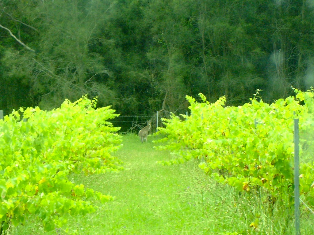 Hunter Valley Kangaroo