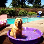 10 Ways My Dog And I Are Alike 