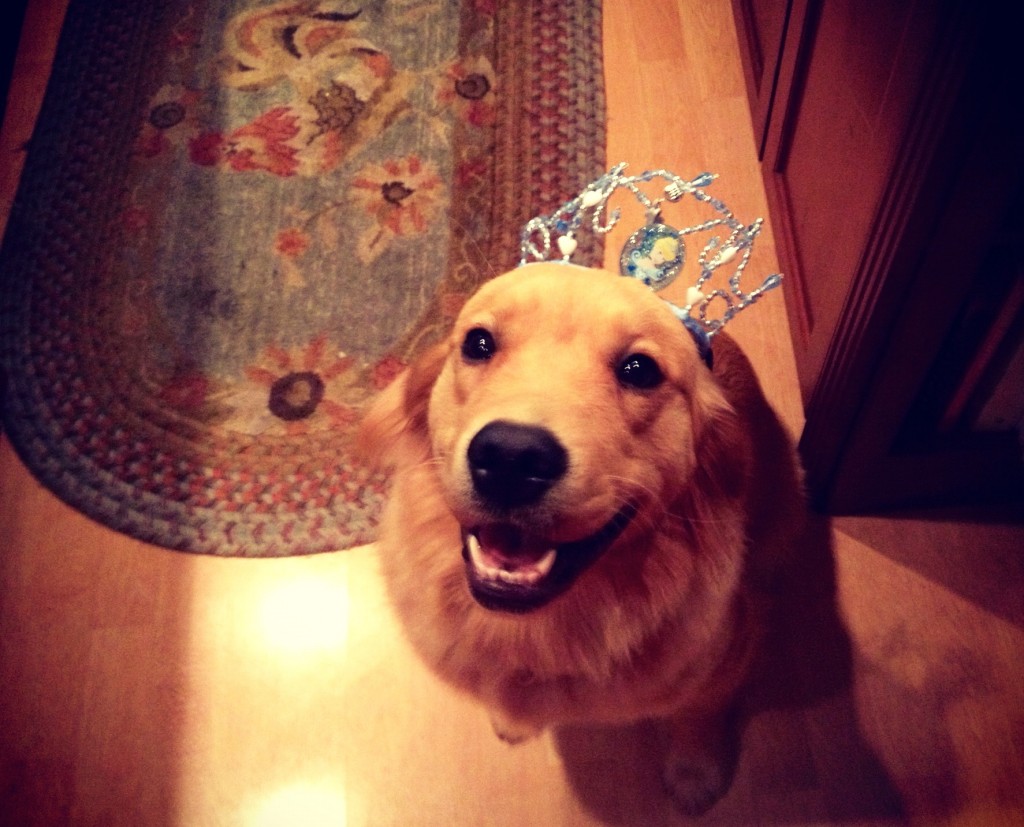Golden Retreiver 