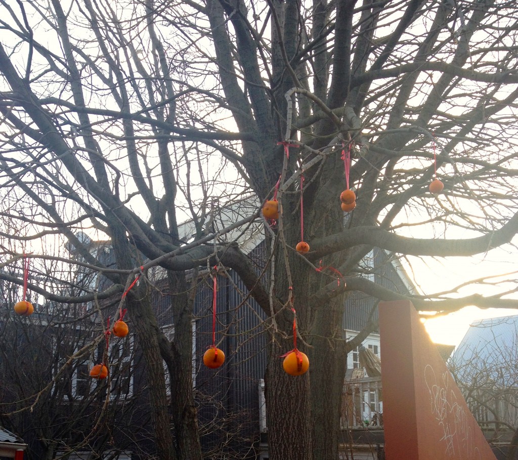 Icelandic orange tree