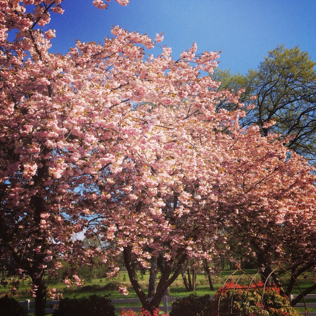 Cherry Tree Blossoms
