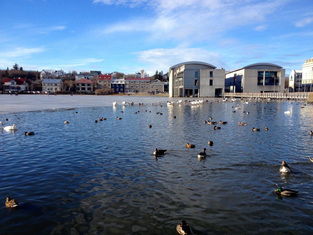 Reykjavik Pond