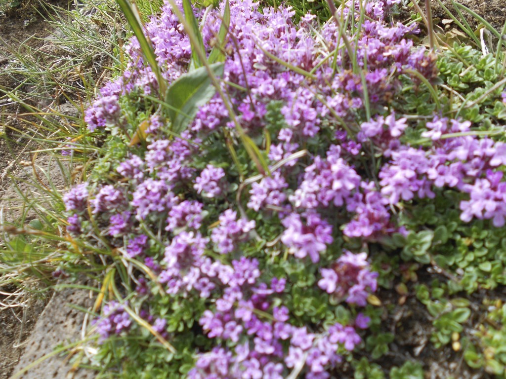 Esjan, Iceland, Reykjavik 