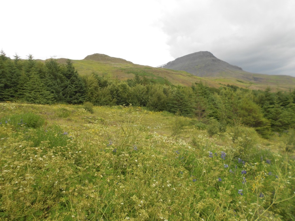 Esjan, Iceland, Reykjavik 