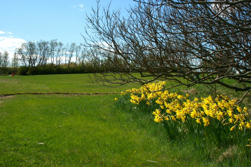 Spring in Iceland
