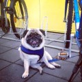 Icelandic Pug