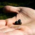 Lopapeysas, Bacon and Blueberries