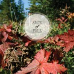 ABC’s of Fall