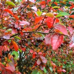 11 Month in Iceland by the Numbers