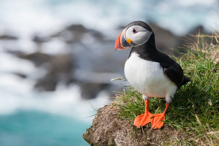 Puffins in Iceland