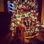 Home For The Holidays