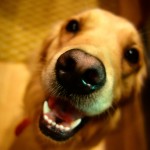 The Last Oregon Hurrah