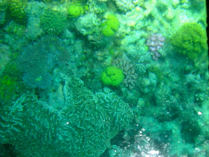 Scuba Diving in Australia