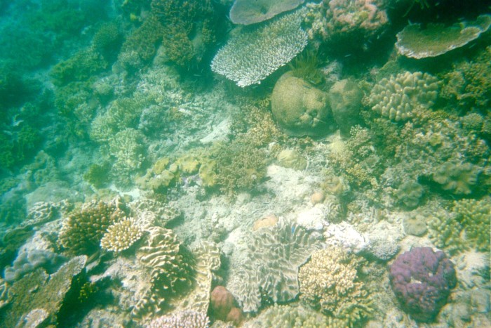 Scuba Diving in Australia