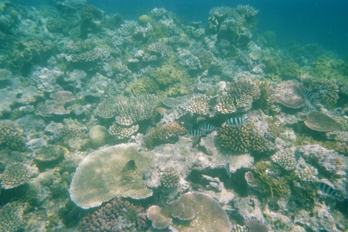 Scuba Diving in Australia