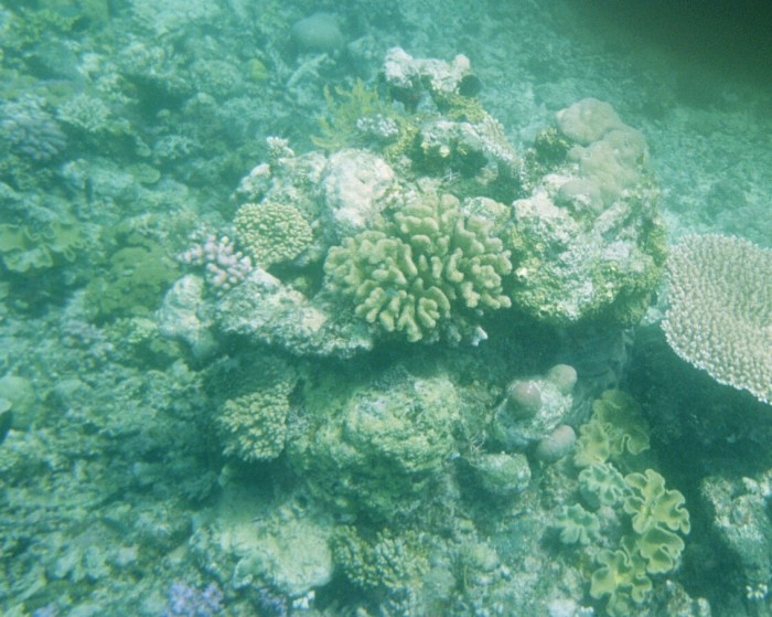 Scuba Diving in Australia