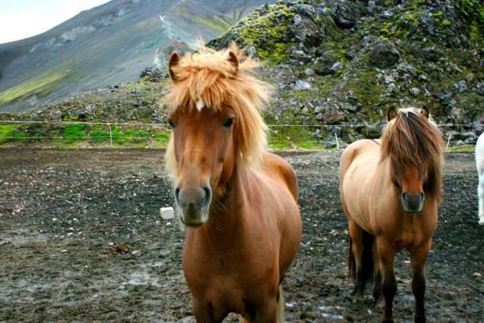 Icelandic Horses