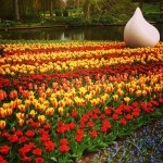 Amsterdam knows how to do Spring! #flowerpower #tulipsfordays