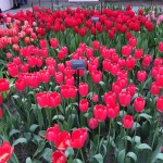 On Wednesdays we wear pink #flowerpower #nofilterneeded #springtimeinamsterdam