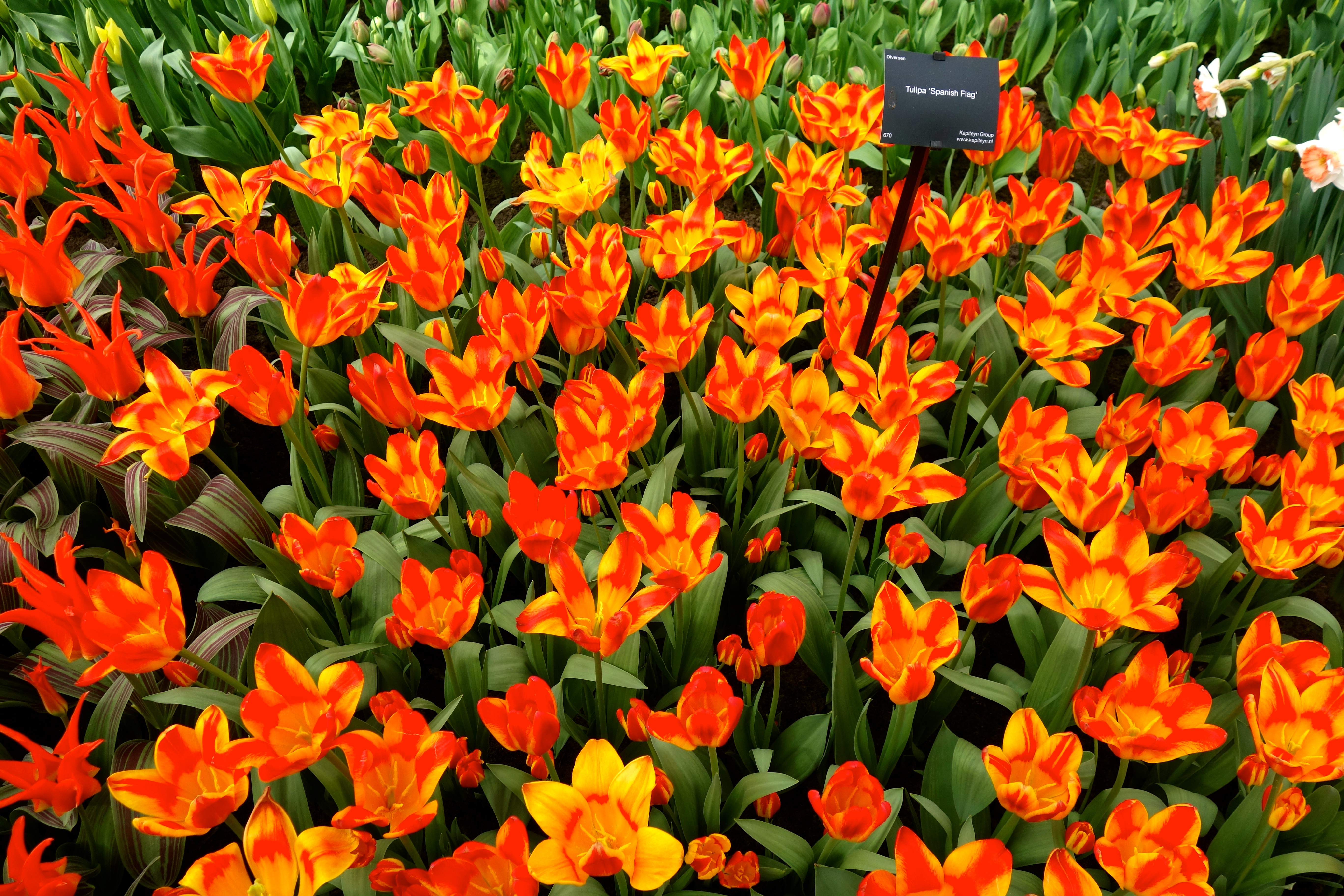 Amsterdam Tulip Fields