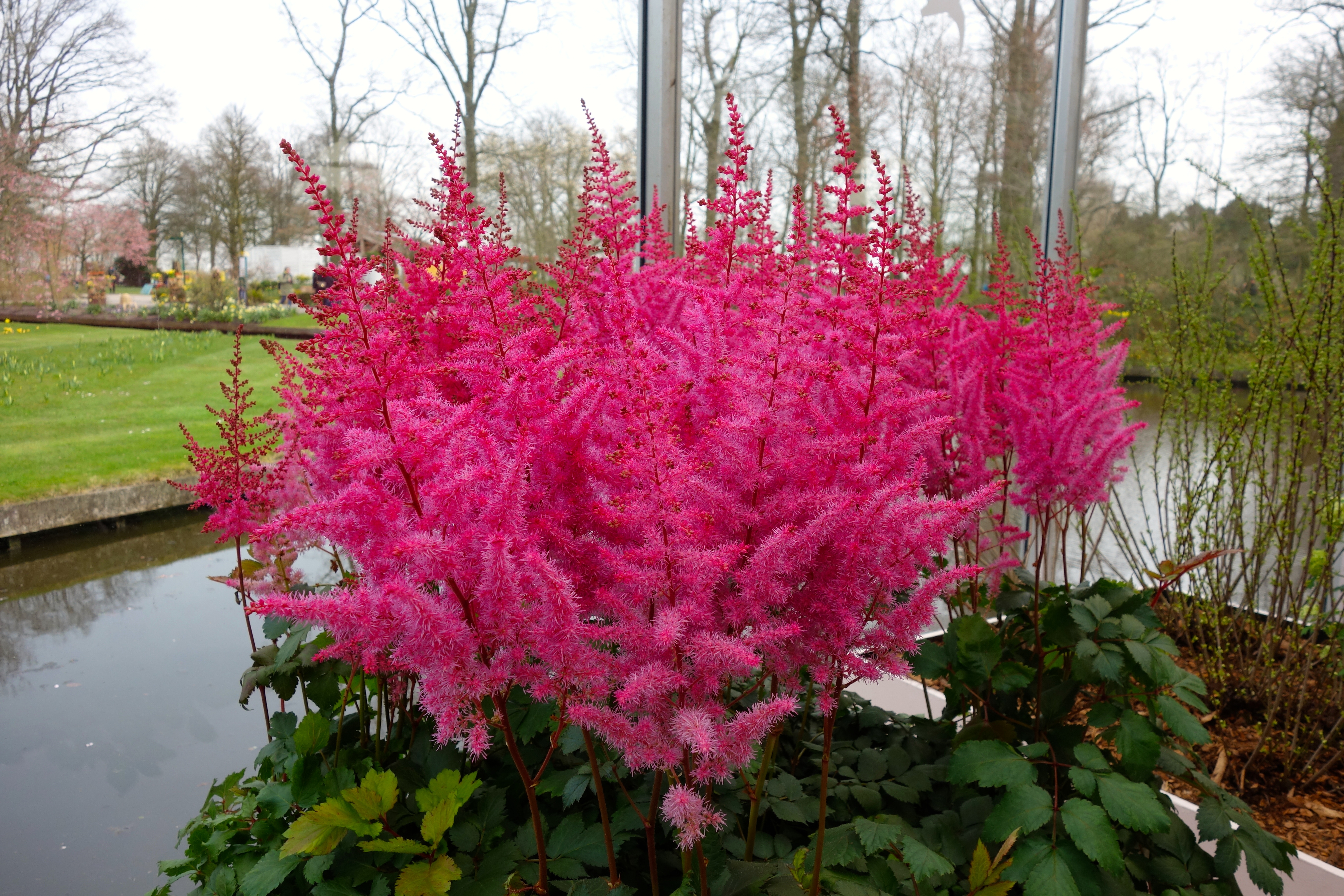 Amsterdam Tulip Fields