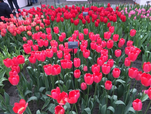 Amsterdam Tulip Fields