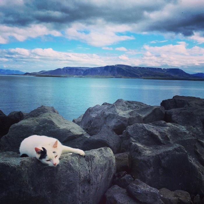 Basic view in Reykjavik therearecatseverywhere mtesjaisalwaysinview UnlockingIceland