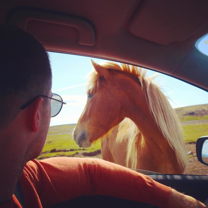 Just having a window side chat with a friendly Icelandichellip