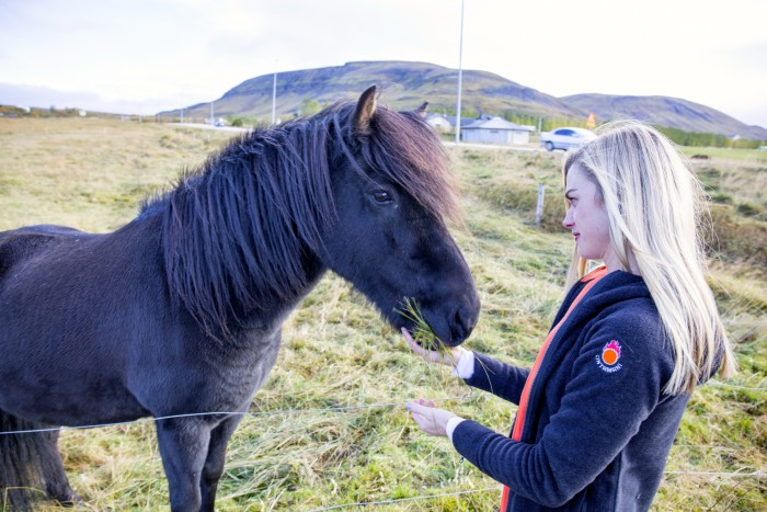 Icelandic Horses