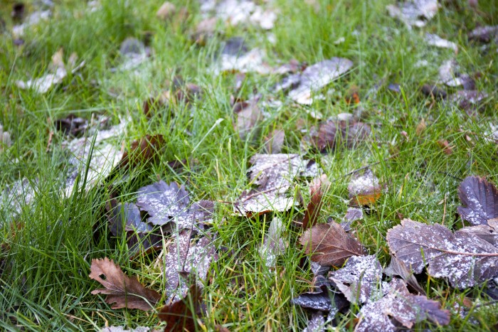 Daniel Wellington Watches