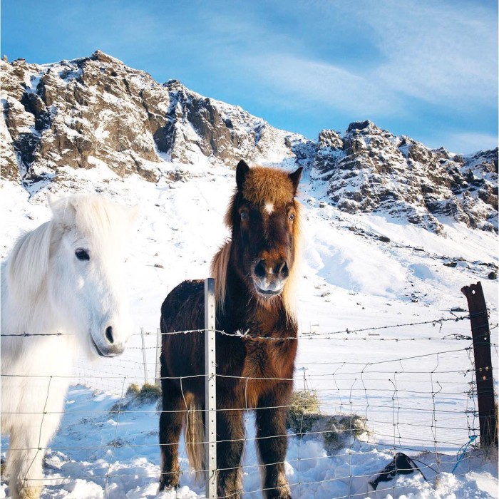 Two pretty Icelandic horses two different approaches to their modelinghellip