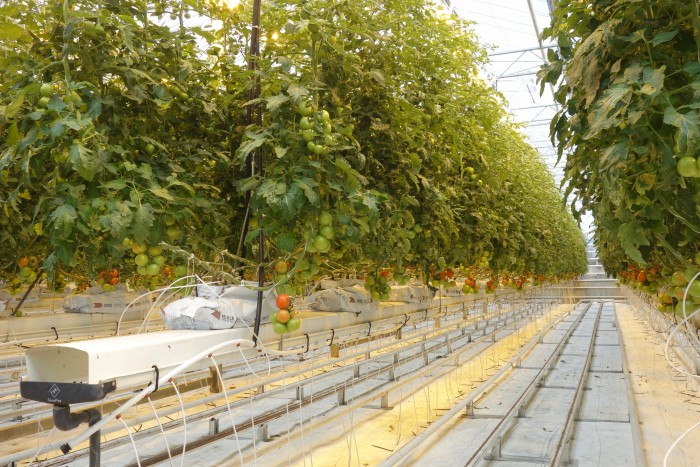 Friðheimar, Iceland