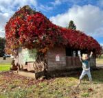 My little pumpkins 🧡🍂🎃